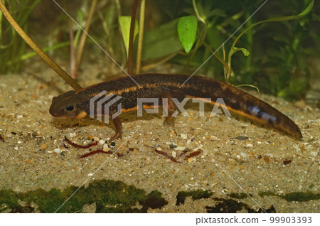 Closeup on a male Japanese, subtropical endangered a Riu-Kiu sword tailed newt, Cynops ensicauda ensicauda Closeup on a male Japanese, subtropical endangered a Riu-Kiu sword tailed newt, Cynops ensicauda ensicauda 99903393