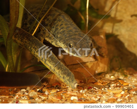 Closeup on an aquatic endangered algerian ribbed salamander, Pleurodeles nebulosus 99903401