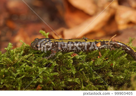 Closeup on a juveile North American Longtoed salamander, Ambystoma macrodactylum 99903405