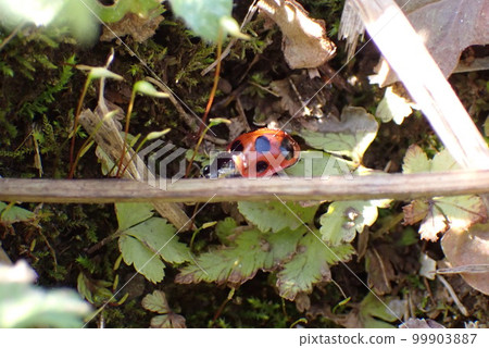 Ladybug Ladybug 99903887