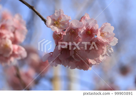 金澤八景龍華寺的熱海櫻 金澤八景龍華寺的熱海櫻 99903891