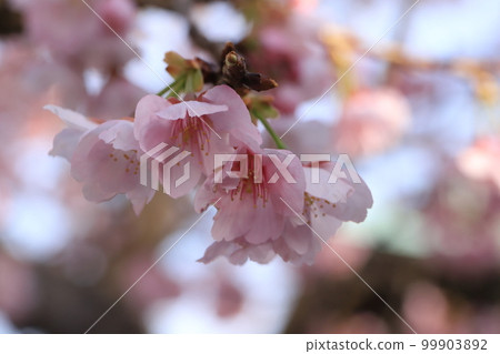 金澤八景龍華寺的熱海櫻 99903892