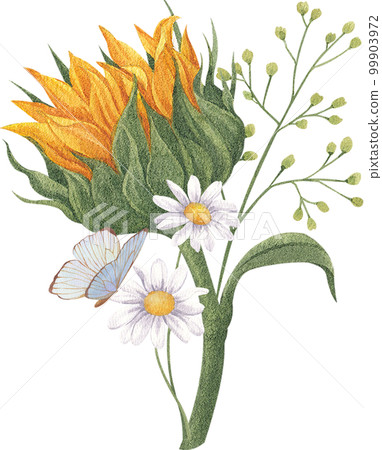 Sunflower blooming watercolor png element Sunflower blooming watercolor png element 99903972