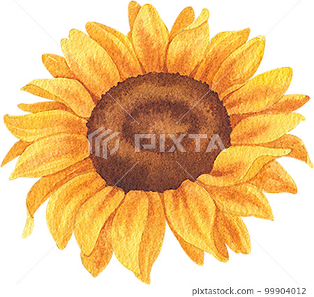 Sunflower blooming watercolor,png element 99904012