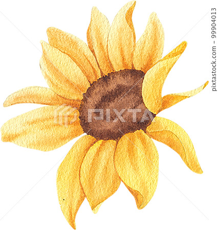 Sunflower blooming watercolor,png element Sunflower blooming watercolor,png element 99904013