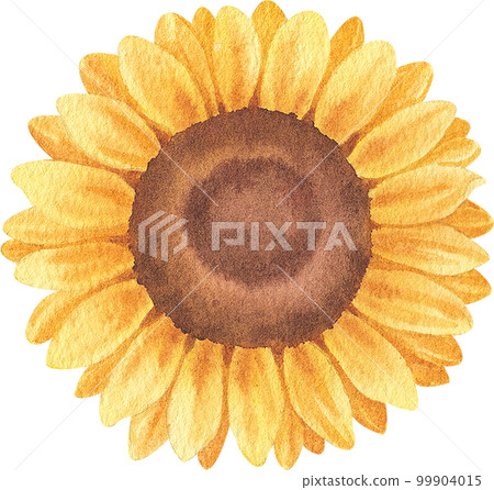 Sunflower blooming watercolor,png element Sunflower blooming watercolor,png element 99904015