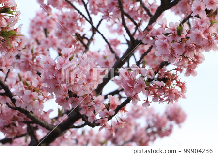 Kawazu cherry blossoms along the roadside 99904236