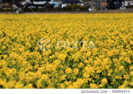 Rape blossoms in full bloom Rape blossoms in full bloom 99904453