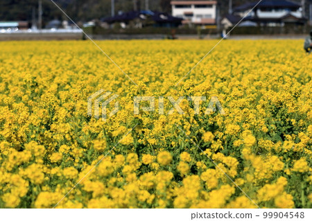 盛開的強姦盛開 盛開的強姦盛開 99904548