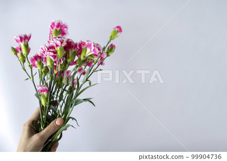 Bouquet of pink carnations in a woman's hand. Copy space for text. Bouquet of pink carnations in a woman's hand. Copy space for text. 99904736