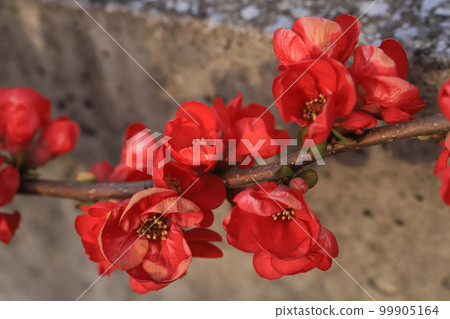 路邊散景花 路邊散景花 99905164