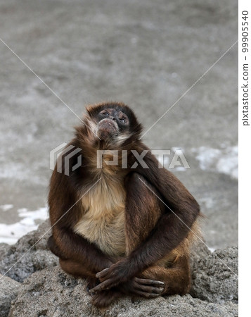 Geoffroy 蜘蛛猴坐著向上看 99905540