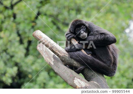 Geoffroy 蜘蛛猴在樹上休息 99905544