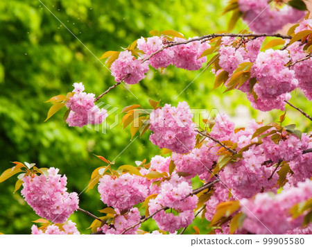 pink cherry blossom in the garden. springtime wallpaper in april pink cherry blossom in the garden. springtime wallpaper in april 99905580
