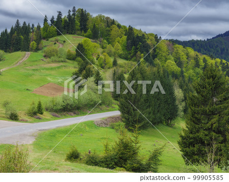 mountainous countryside of ukrainian carpathians. grassy meadows and forested hills 99905585