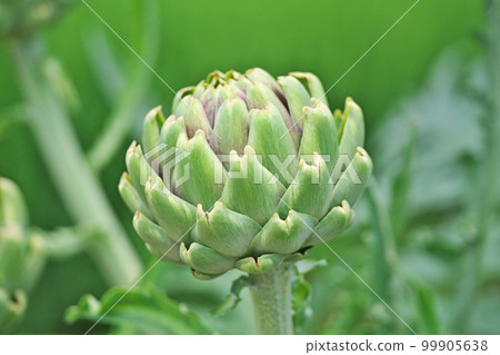 artichoke buds (summer, june) artichoke buds (summer, june) 99905638