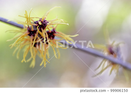 Yellow flower that blooms in spring: Witch hazel, Mansaku (Nagoya City Agricultural Center, Nagoya City, Aichi Prefecture) Yellow flower that blooms in spring: Witch hazel, Mansaku (Nagoya City Agricultural Center, Nagoya City, Aichi Prefecture) 99906150