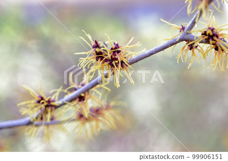 春天盛開的黃色花朵:金縷梅、萬作(愛知縣名古屋市名古屋市農業中心) 春天盛開的黃色花朵:金縷梅、萬作(愛知縣名古屋市名古屋市農業中心) 99906151