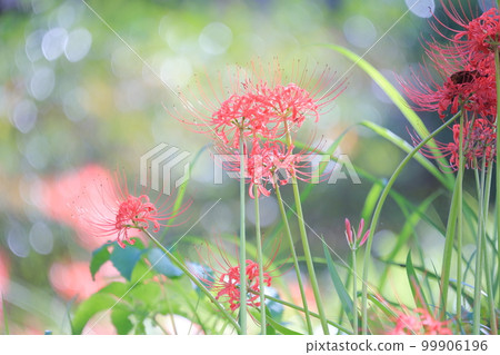 Cluster amaryllis that colors autumn Cluster amaryllis that colors autumn 99906196