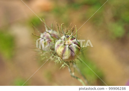 Nigella fruit (summer, June) 99906286
