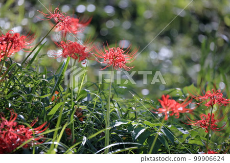 Cluster amaryllis coloring autumn Cluster amaryllis coloring autumn 99906624
