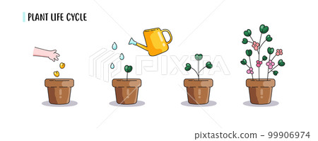Cartoon potted plat growth stages. icon set of flower growth process. Vector minimal cartoon isolated illustrations of plants or flowers life cycle.  99906974