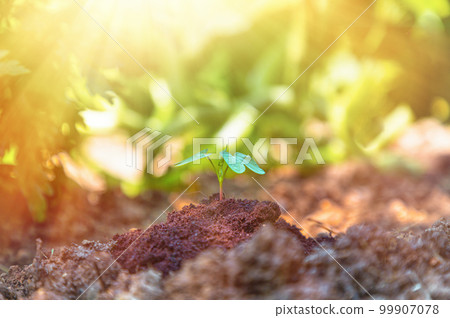 Close up of Young sprout in the garden. The concept of ecology, gardening and Earth Day. Tint Close up of Young sprout in the garden. The concept of ecology, gardening and Earth Day. Tint 99907078