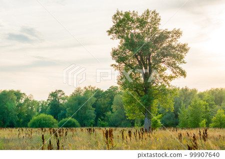 A lonely tree stands in the steppe. Evening sunset. Landscape in the village of Malaya Tsarevschina, Samara Region Russia 99907640