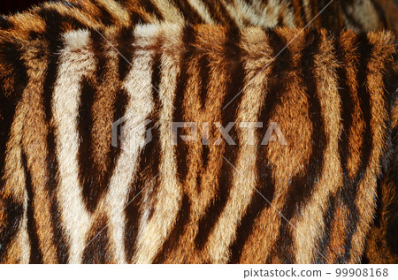 siberian tiger fur 99908168