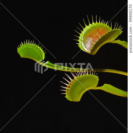 dionaea muscipula venus fly trap dionaea muscipula venus fly trap 99908170