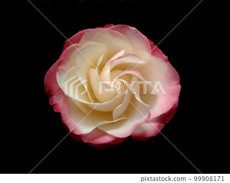 rose on black background 99908171