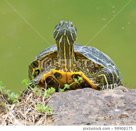 water turtle 99908175