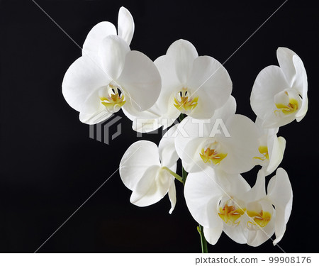 white orchids 99908176