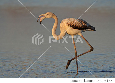 young pink flamingo walking in the lake young pink flamingo walking in the lake 99908177