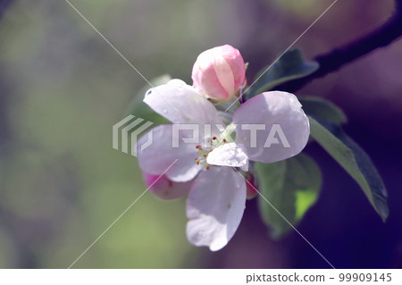 Fowers of the cherry or apple blossom. Sakura flower. Fowers of the cherry or apple blossom. Sakura flower. 99909145