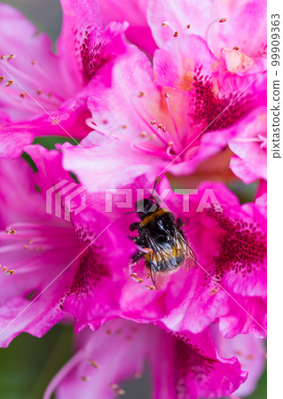 Pink rhododendron flowers on a blooming bush 99909363