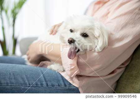 Maltese smiling while being held by a woman sitting on a sofa 99909546