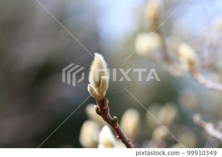 絨毛芽（愛知縣名古屋市名古屋市農業中心白玉蘭） 99910349