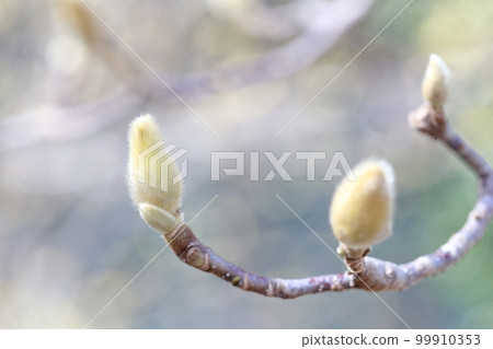 絨毛芽（愛知縣名古屋市名古屋市農業中心白玉蘭） 99910353