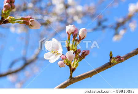 櫻花季的快照 櫻花季的快照 99910882