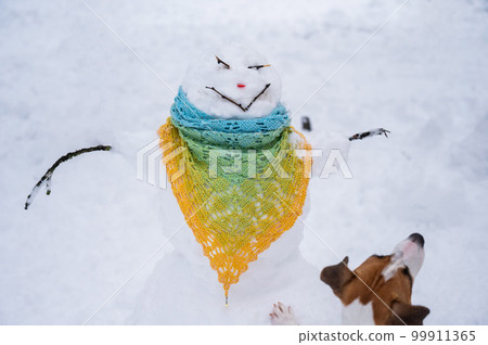 The dog walks outside in winter. Jack Russell Terrier next to a snowman wearing a scarf.  99911365