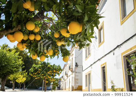PORTUGAL ALENTEJO VILA VICOSA 99911524