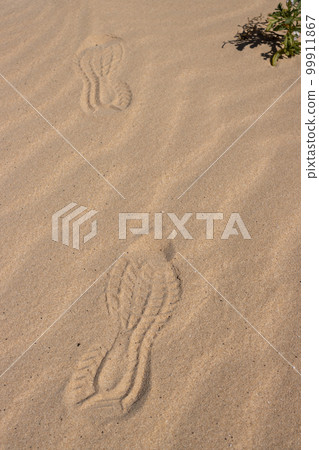 Sand texture with footprints and plant in the desert Sand texture with footprints and plant in the desert 99911867