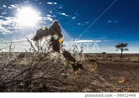 Cobweb in Kgalagadi transfrontier park, South Africa Cobweb in Kgalagadi transfrontier park, South Africa 99912449