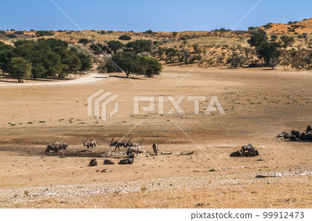 South African Oryx in Kgalagadi transfrontier park, South Africa 99912473