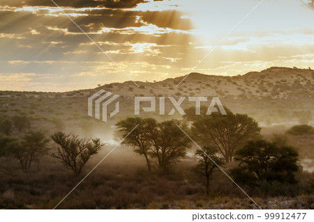 Sunset scenery with mist in Kgalagadi transfrontier park, South Africa Sunset scenery with mist in Kgalagadi transfrontier park, South Africa 99912477