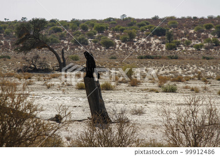 Scenery with dead tree in Kgalagadi transfrontier park, South Africa 99912486