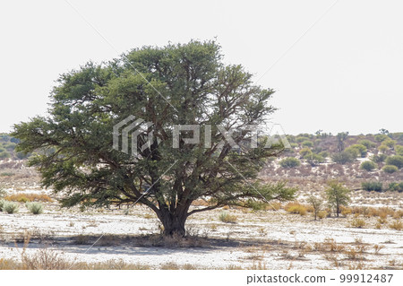 Tree of Kgalagadi transfrontier park, South Africa Tree of Kgalagadi transfrontier park, South Africa 99912487