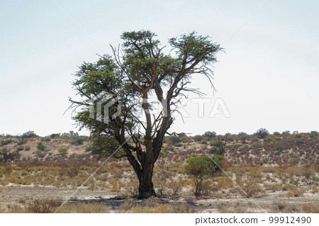 Tree of  Kgalagadi transfrontier park, South Africa 99912490