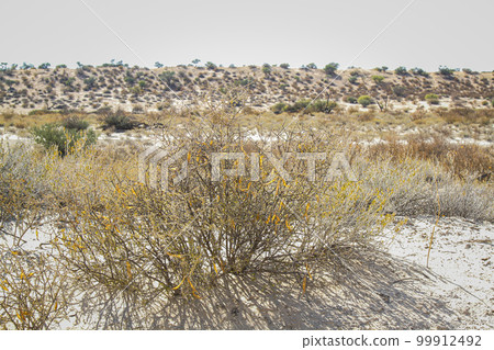 Shrub plant in Kgalagadi transfrontier park, South Africa 99912492
